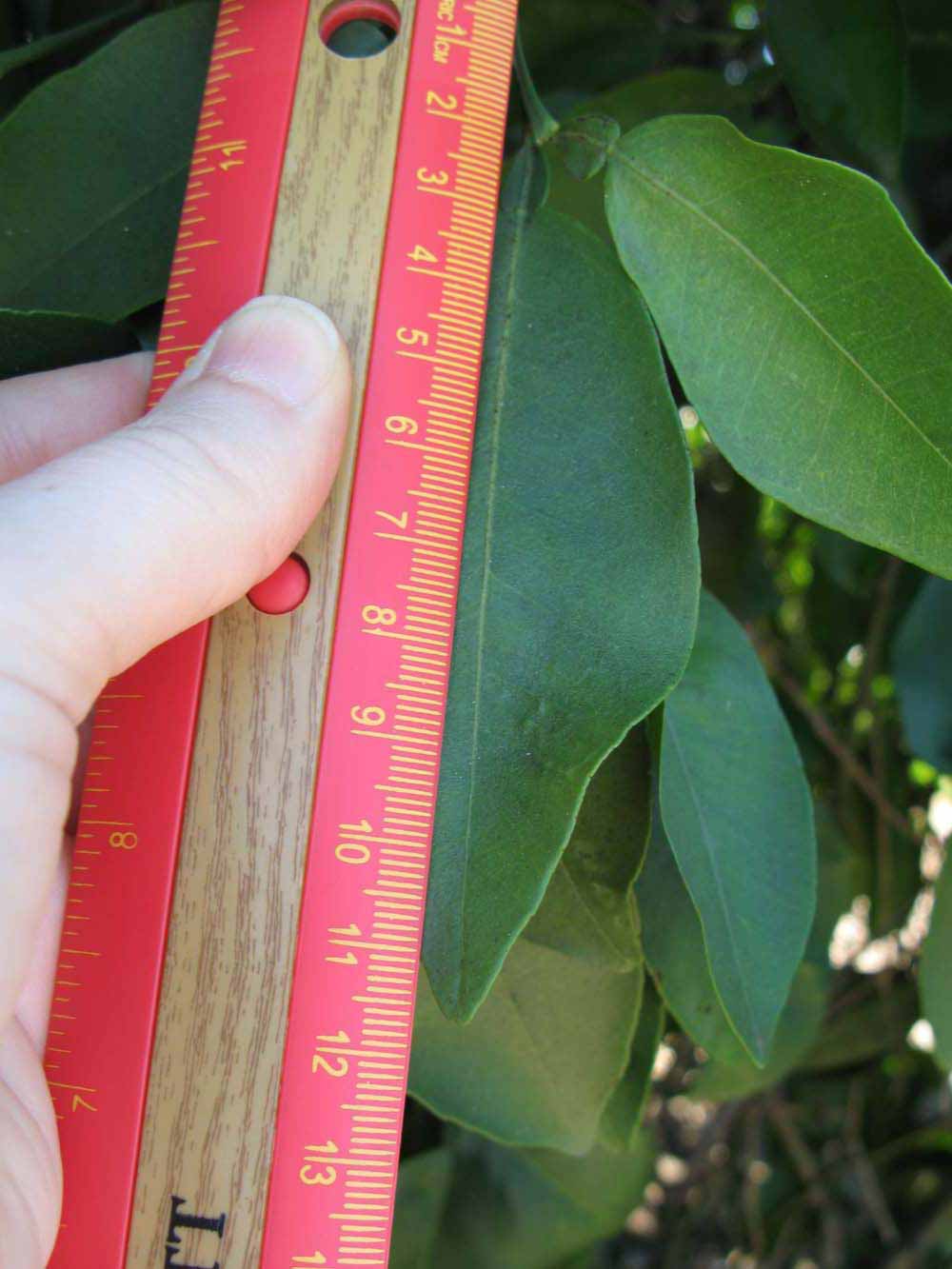              Unifoliolate leaf (Winter Haven, FL)       